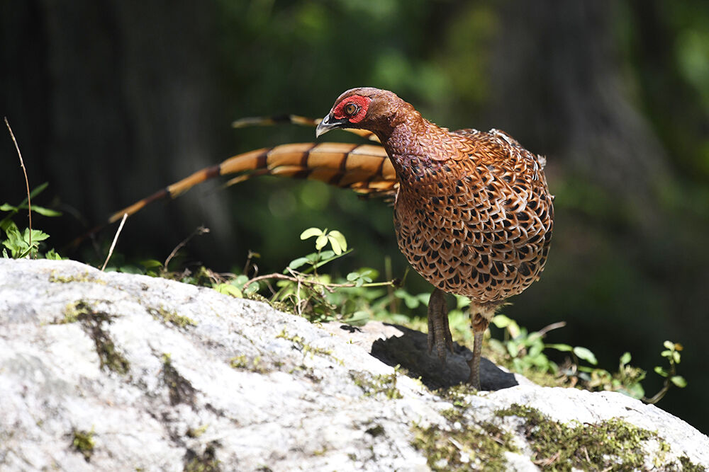 ヤマドリ(オス) : 日本全国の山・川・海に生息している野鳥達に会えるサイト