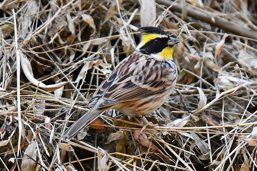 ミヤマホオジロ オス メス 日本全国の山 川 海に生息している野鳥達に会えるサイト ミヤマホオジロ オス メス 日本全国の山 川 海に生息している野鳥達に会えるサイト