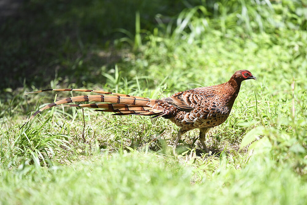 ヤマドリ(オス) : 日本全国の山・川・海に生息している野鳥達に会えるサイト