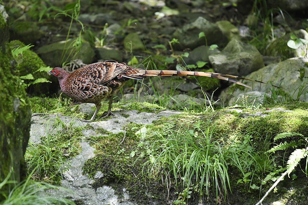ヤマドリ(オス) : 日本全国の山・川・海に生息している野鳥達に会えるサイト