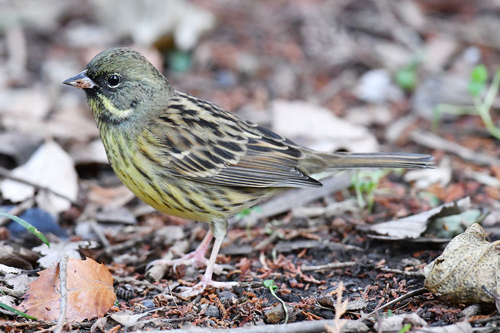 2015年12月 : 日本全国の山・川・海に生息している野鳥達に会えるサイト