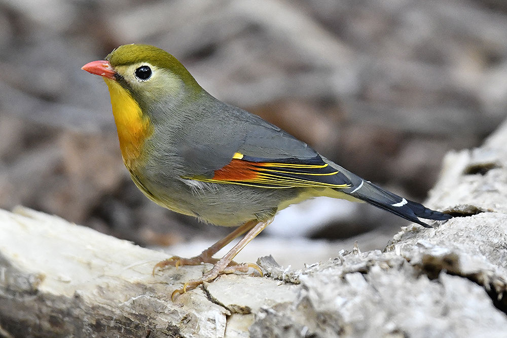 ソウシチョウ 日本全国の山 川 海に生息している野鳥達に会えるサイト