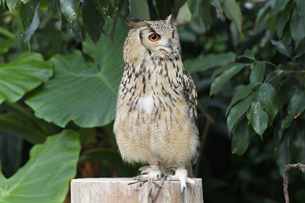 ワシミミズク生息地 – アメリカワシミミズク 捕食者 , クロワシミミズク (Bubo lacteus) – FJESP