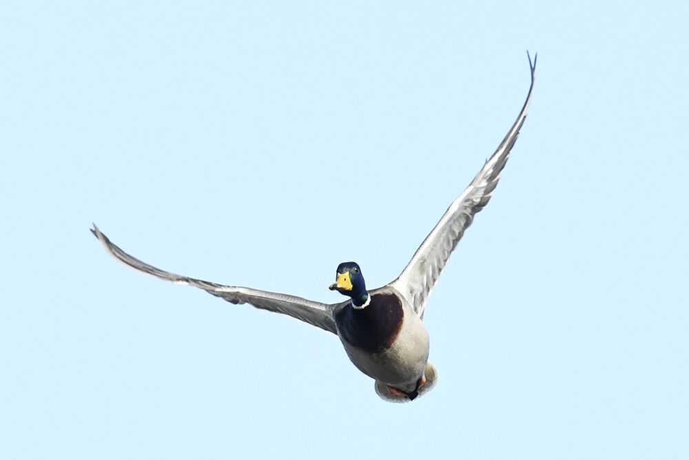 マガモ(オス)&(メス)&(雛)&(幼鳥)&(若) : 日本全国の山・川・海に生息している野鳥達に会えるサイト