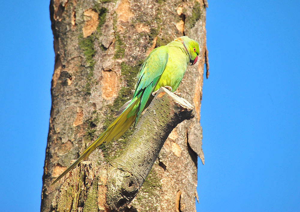 ワカケホンセイインコを見たので調べてみた - 身近な生き物と万年筆