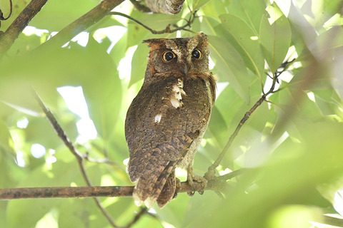 リュウキュウコノハズク（成長）＆（幼鳥） : 日本全国の山・川・海に