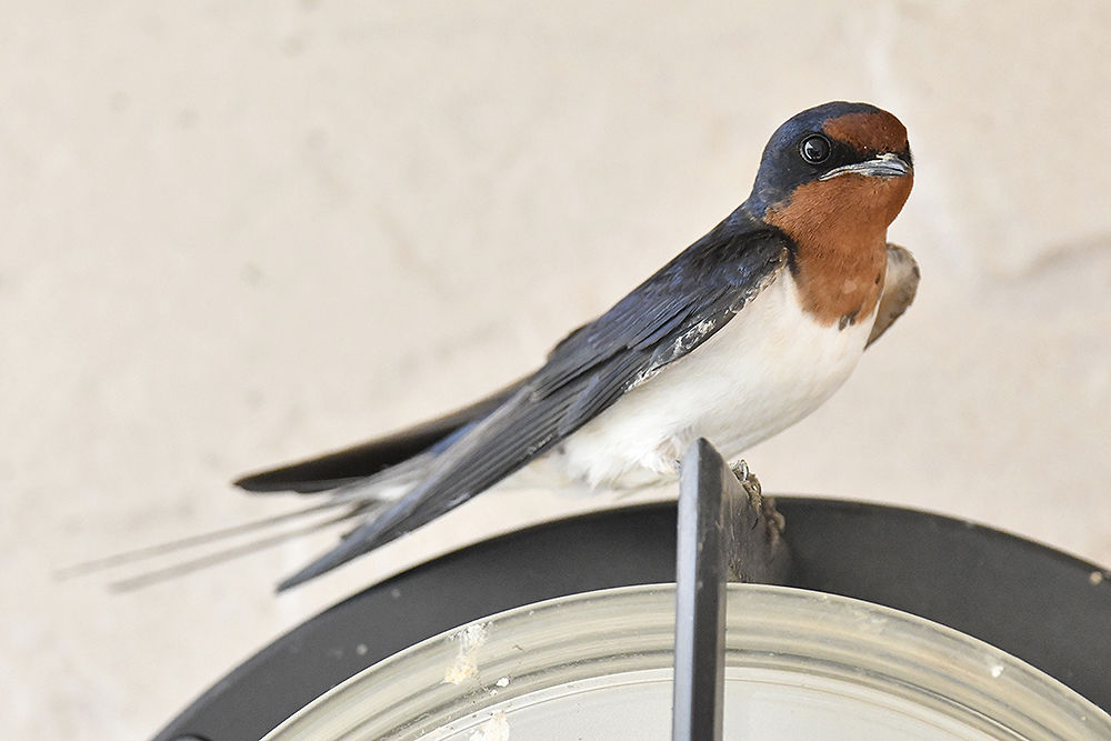 ツバメ（親）＆（雛） : 日本全国の山・川・海に生息している野鳥達に