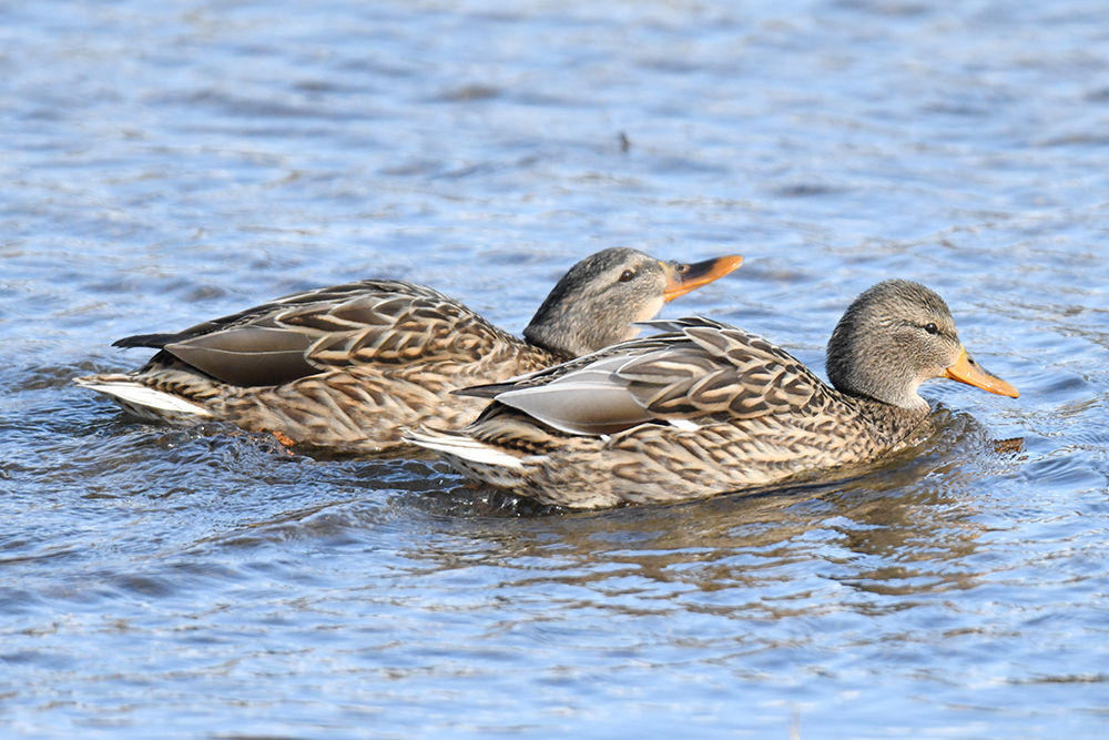 マガモ(オス)&(メス)&(雛)&(幼鳥)&(若) : 日本全国の山・川・海に生息している野鳥達に会えるサイト