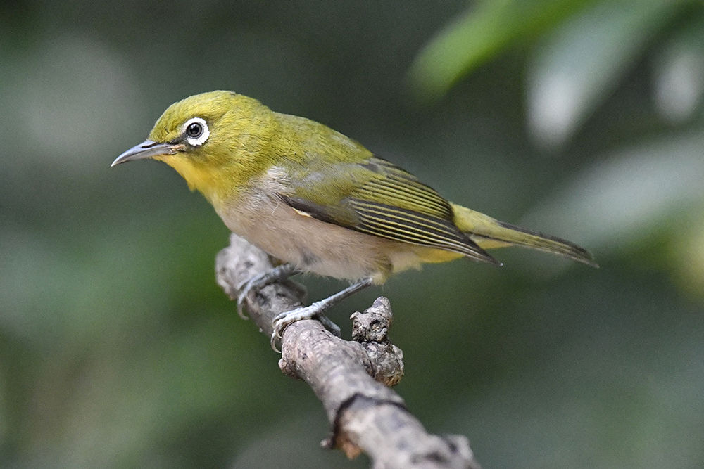 メジロ 日本全国の山 川 海に生息している野鳥達に会えるサイト