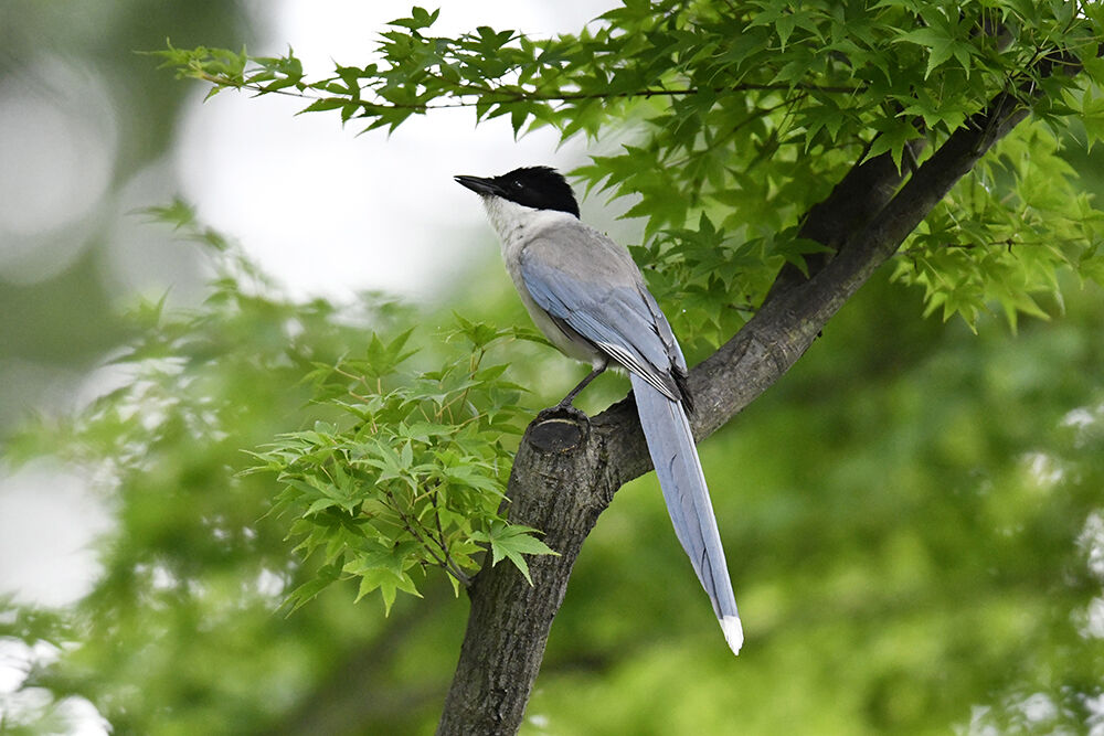 オナガ 日本全国の山 川 海に生息している野鳥達に会えるサイト オナガ 日本全国の山 川 海に生息している野鳥達に会えるサイト
