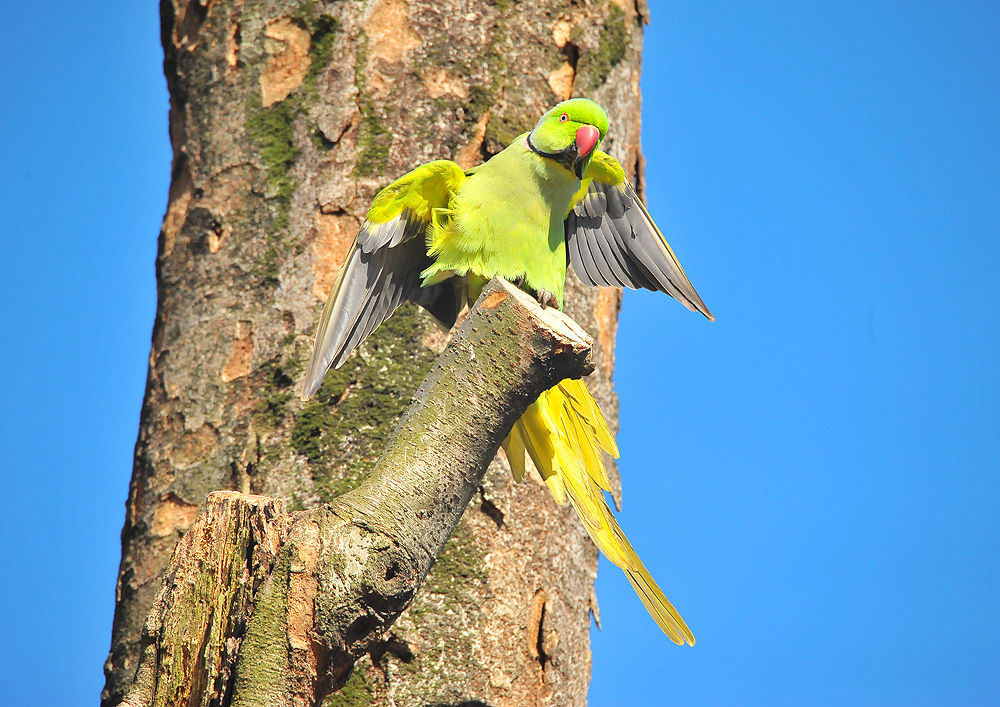ワカケホンセイインコを見たので調べてみた - 身近な生き物と万年筆