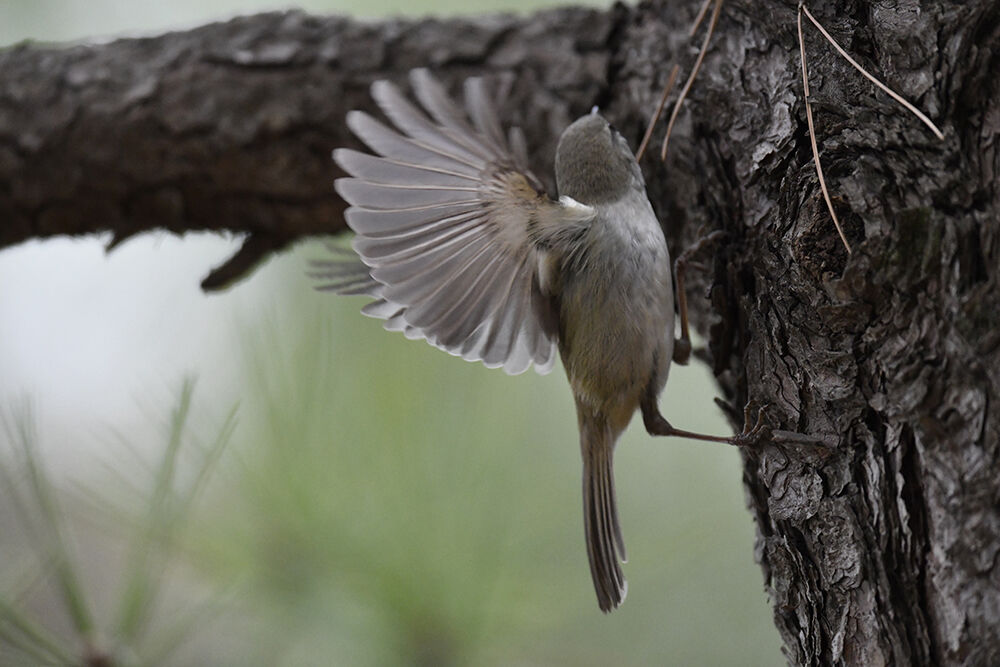 ウグイス 日本全国の山 川 海に生息している野鳥達に会えるサイト