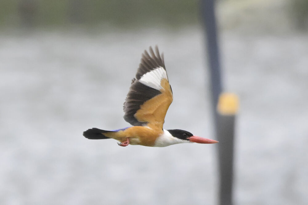 野鳥 鳥 羽根 ヤマショウビンの羽根 野鳥 鳥 羽根 ヤマショウ