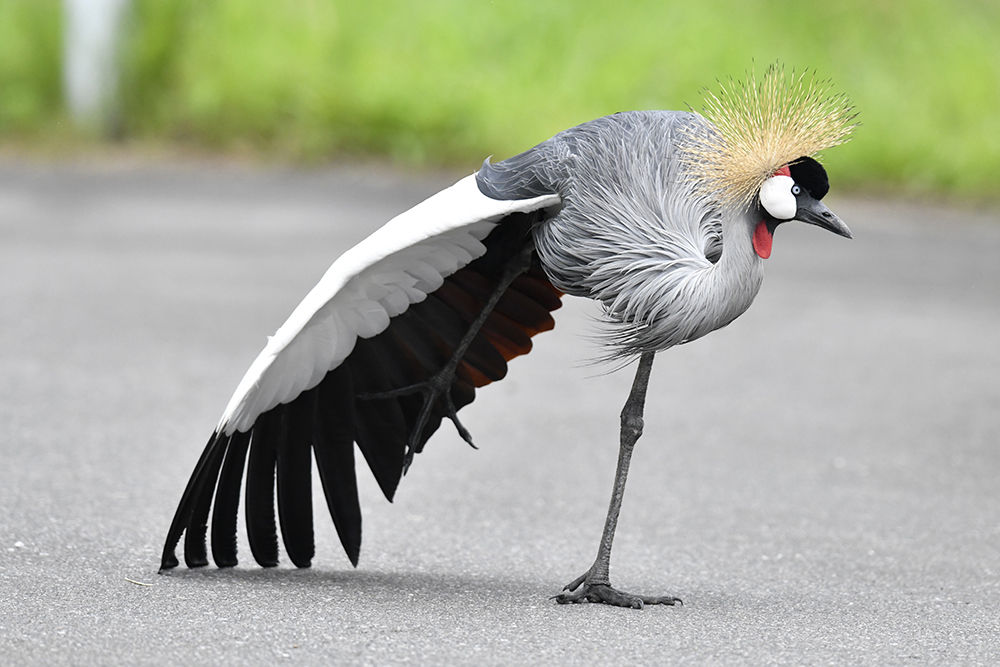 ホオジロカンムリヅル 日本全国の山 川 海に生息している野鳥達に会えるサイト