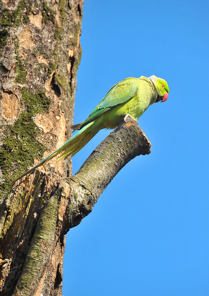 専用 ワカケホンセイインコ オス メス コガネメキシコインコ