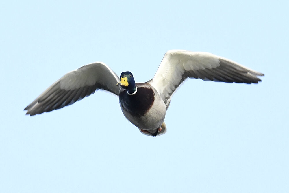 マガモ(オス)&(メス)&(雛)&(幼鳥)&(若) : 日本全国の山・川・海に生息している野鳥達に会えるサイト