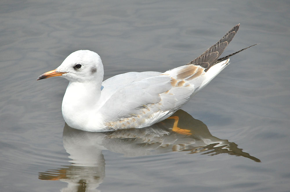 ユリカモメ 日本全国の山 川 海に生息している野鳥達に会えるサイト