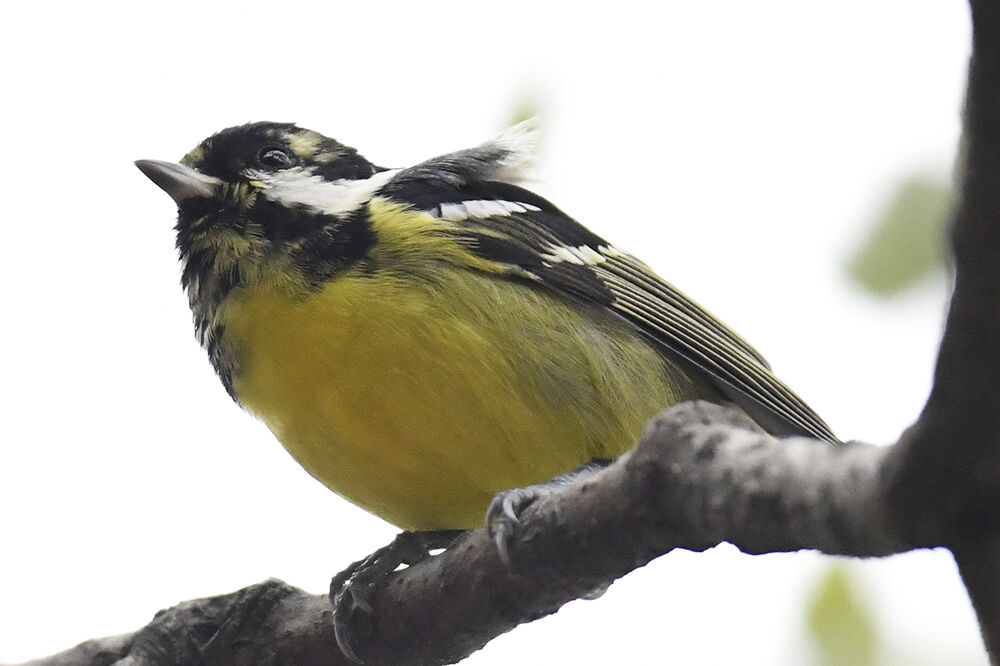 黄色シジュウカラ 日本全国の山 川 海に生息している野鳥達に会えるサイト 黄色シジュウカラ 日本全国の山 川 海に生息している野鳥達に会えるサイト