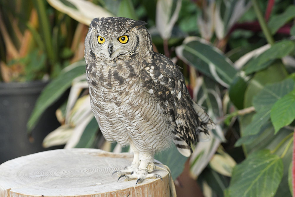 ワシミミズク生息地地図 – ワシミミズク 日本 , コースタルワシミミズク – BFRMAI