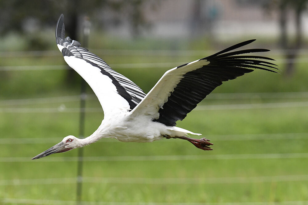 コウノトリ 成長 日本全国の山 川 海に生息している野鳥達に会えるサイト