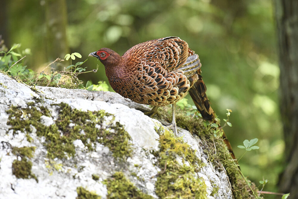 ヤマドリ(オス) : 日本全国の山・川・海に生息している野鳥達に会えるサイト