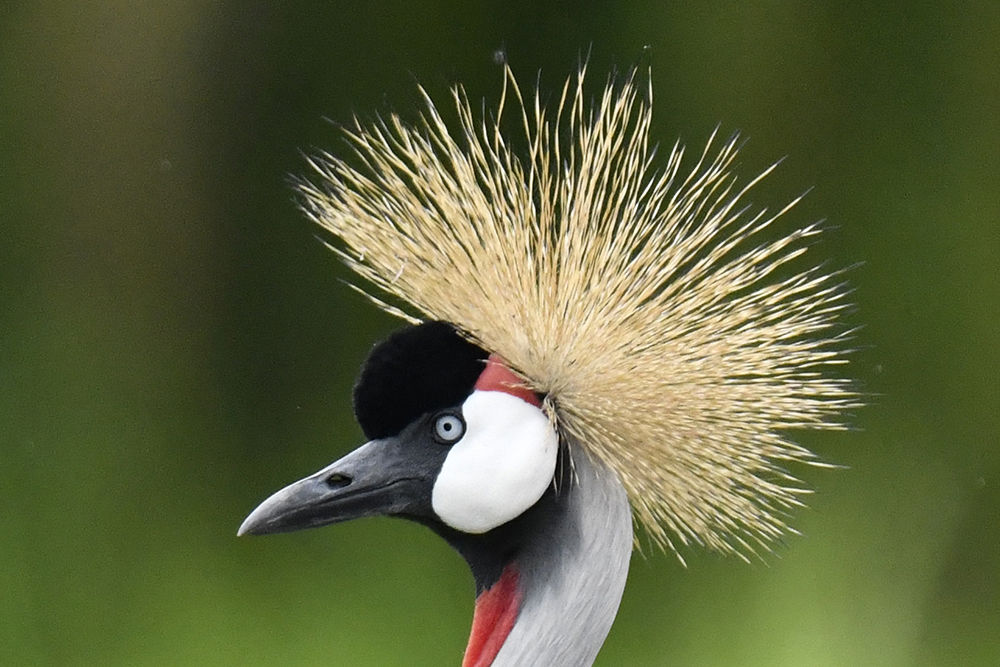ホオジロカンムリヅル 日本全国の山 川 海に生息している野鳥達に会えるサイト