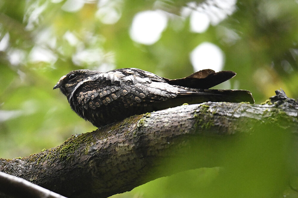 ヨタカ : 日本全国の山・川・海に生息している野鳥達に会えるサイト