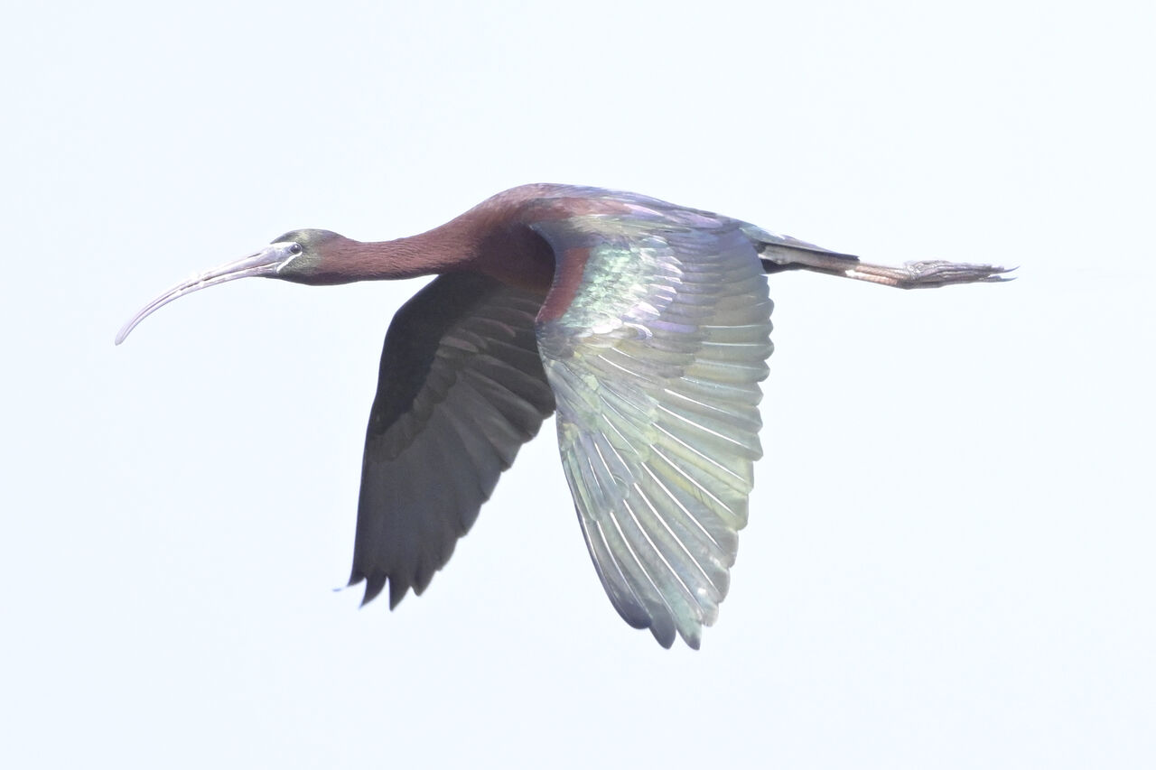 枝に２羽の鳥 アールデコ ブロンズ彫刻 アンドレ ヴィンセント ベクレル 枝に2羽の鳥 アールデコ ブロンズ彫刻 アンドレ ヴィンセント
