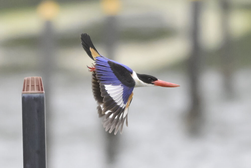 ヤマショウビン : 日本全国の山・川・海に生息している野鳥達に