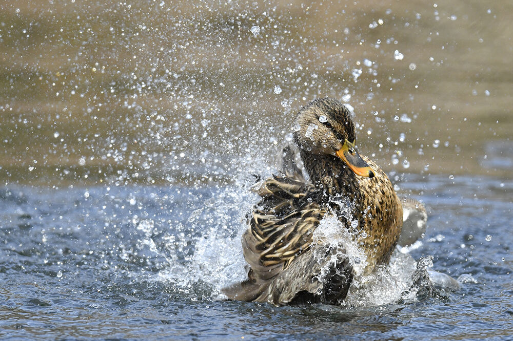 マガモ(オス)&(メス)&(雛)&(幼鳥)&(若) : 日本全国の山・川・海に生息している野鳥達に会えるサイト