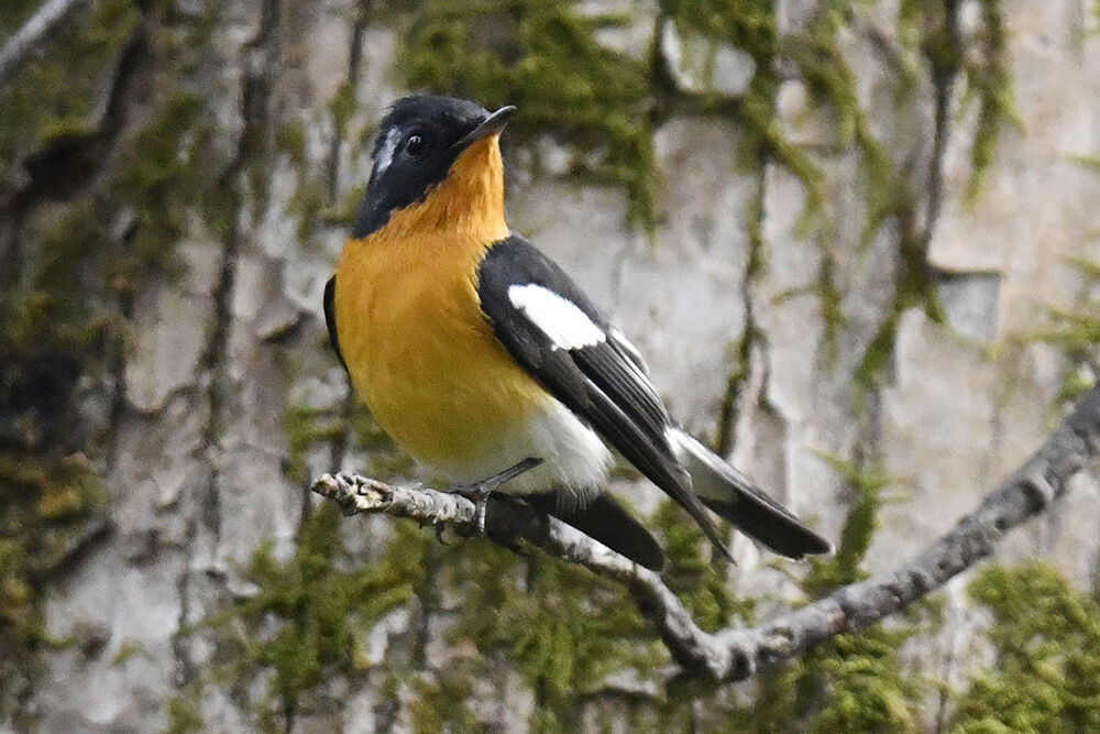 tomoaki_tyoro様】❝メズマライズ❞ ブランズウィック 14ポンド 貴 