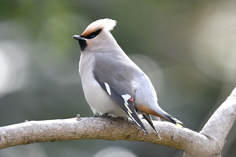 キレンジャク 日本全国の山 川 海に生息している野鳥達に会えるサイト