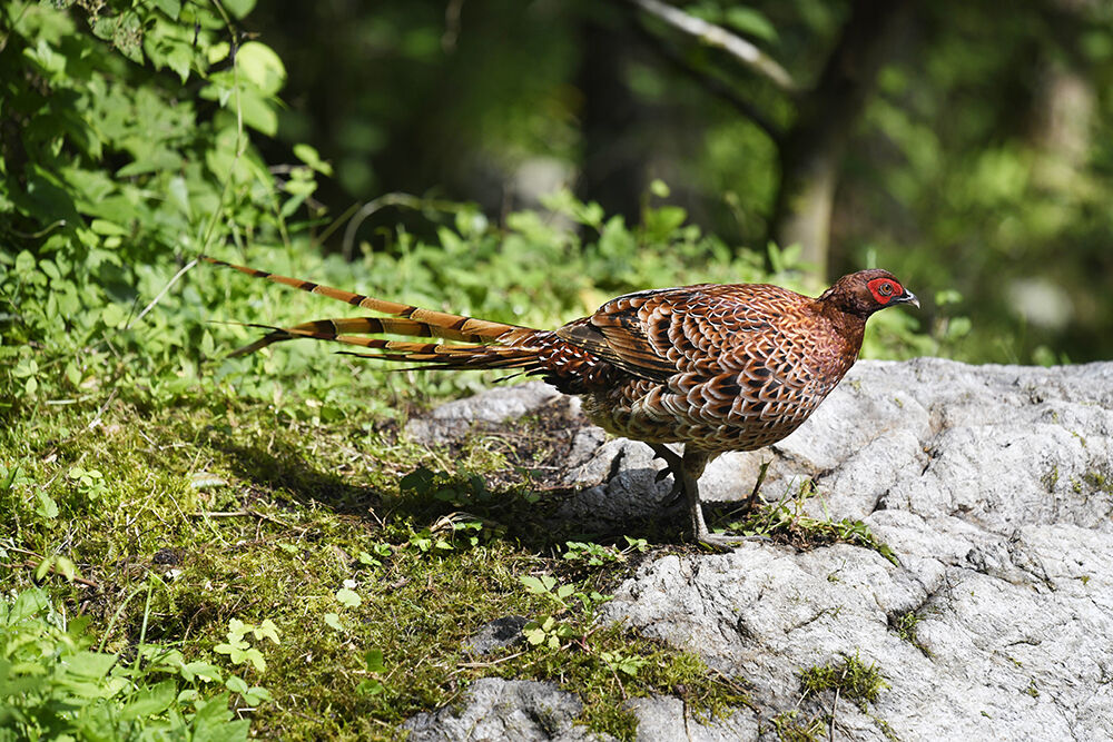 ヤマドリ(オス) : 日本全国の山・川・海に生息している野鳥達に会えるサイト