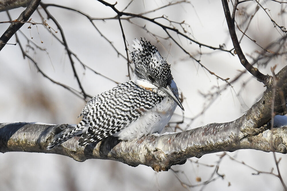 ヤマセミ : 日本全国の山・川・海に生息している野鳥達に会えるサイト