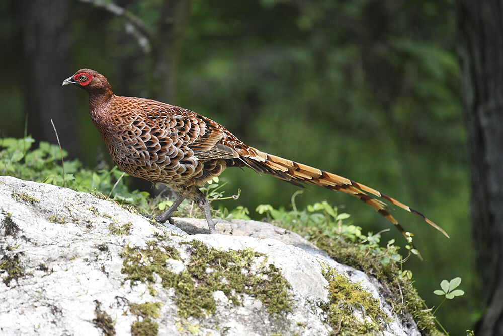 ヤマドリ(オス) : 日本全国の山・川・海に生息している野鳥達に会えるサイト