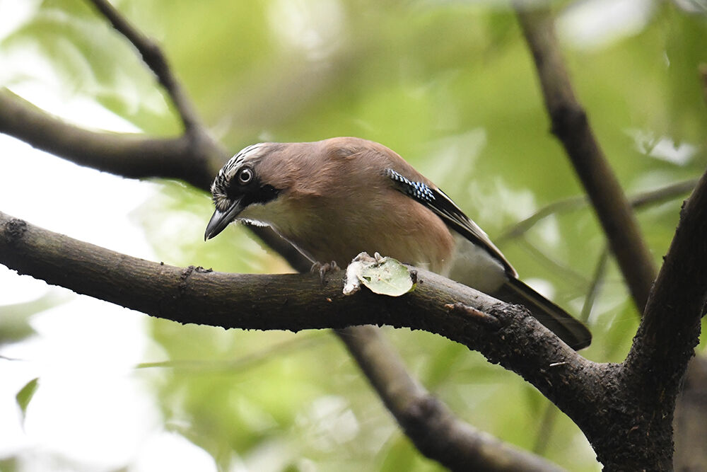 カケス : 日本全国の山・川・海に生息している野鳥達に会えるサイト