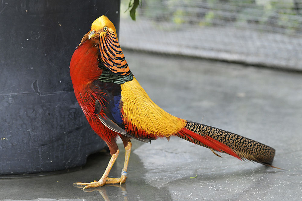 キンケイ 日本全国の山 川 海に生息している野鳥達に会えるサイト キンケイ 日本全国の山 川 海に生息している野鳥達に会えるサイト