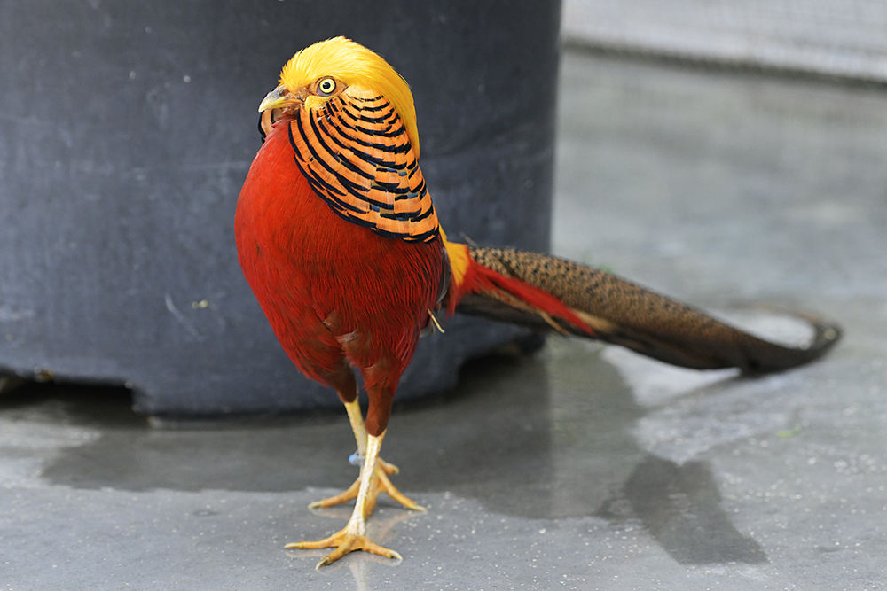 キンケイ 日本全国の山 川 海に生息している野鳥達に会えるサイト