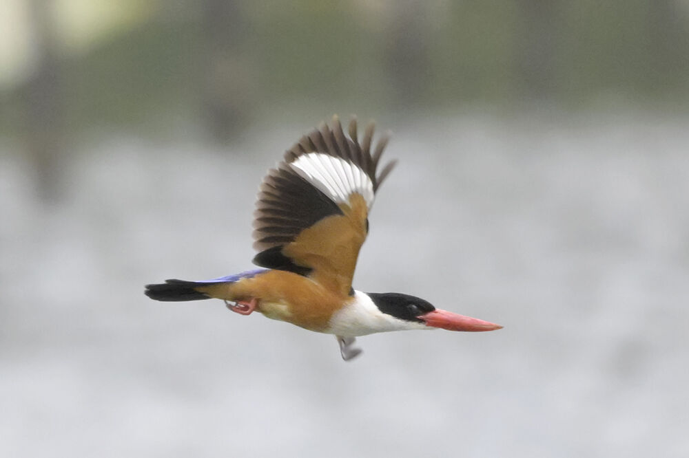 ヤマショウビン : 日本全国の山・川・海に生息している野鳥達に