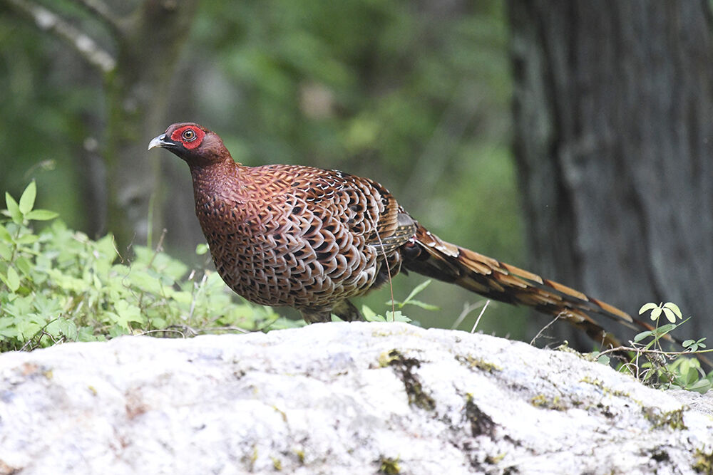 ヤマドリ(オス) : 日本全国の山・川・海に生息している野鳥達に会えるサイト