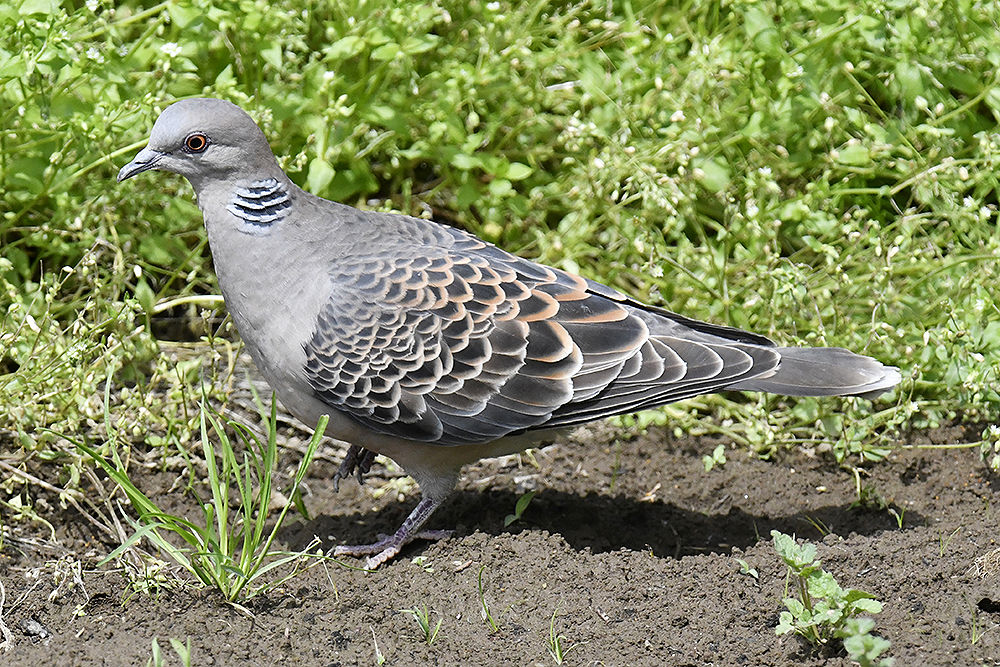 キジバト : 日本全国の山・川・海に生息している野鳥達に会えるサイト
