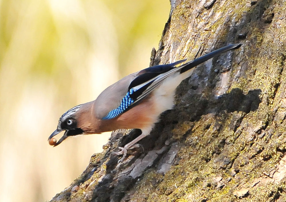 カケス 日本全国の山 川 海に生息している野鳥達に会えるサイト