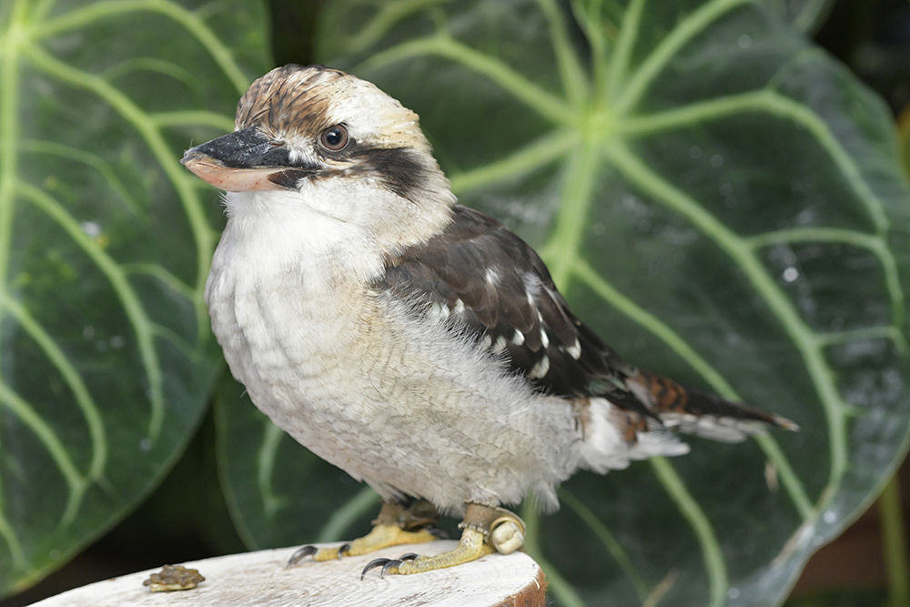 ワライカワセミ : 日本全国の山・川・海に生息している野鳥達に会える