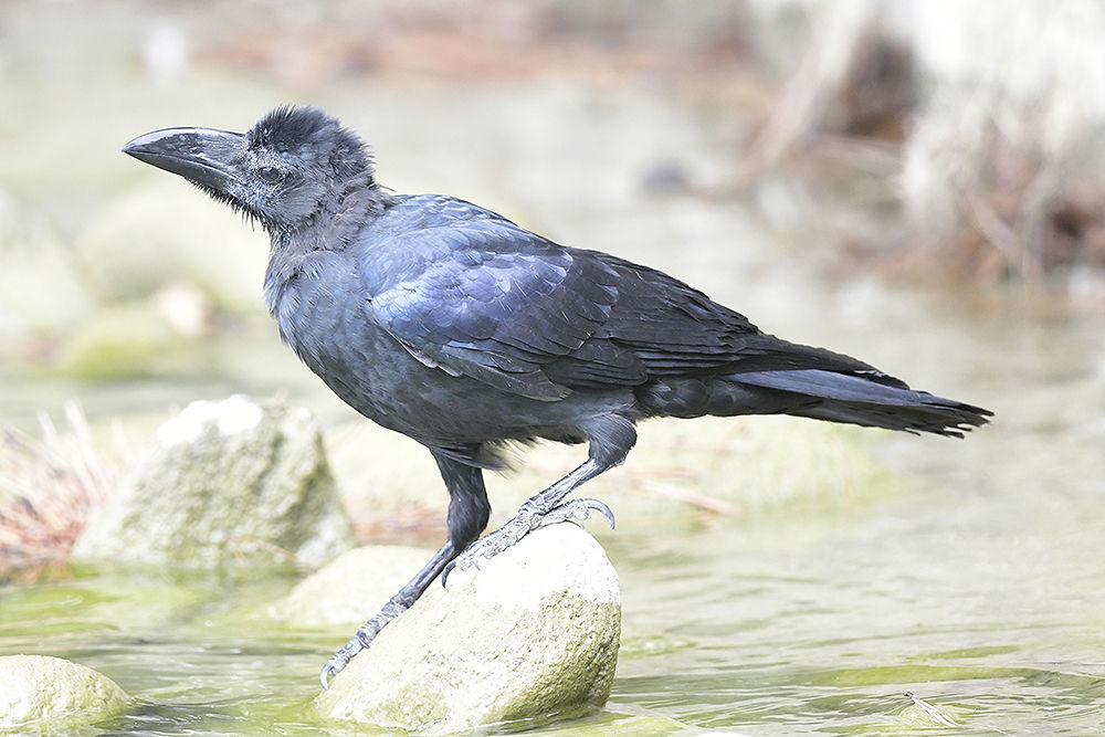 ハシブトガラス 日本全国の山 川 海に生息している野鳥達に会えるサイト