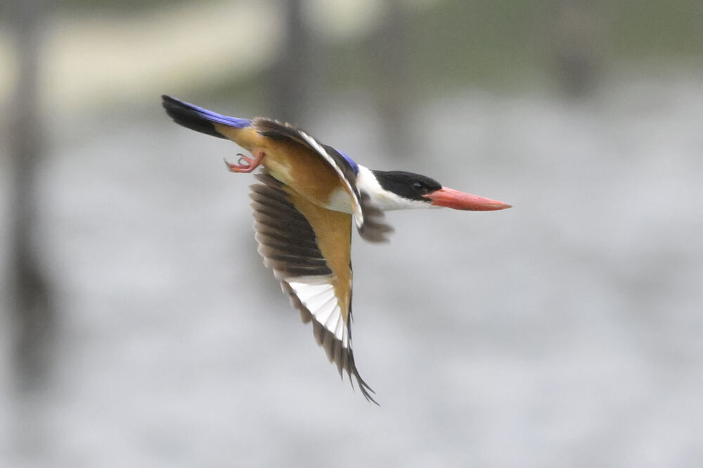 野鳥 鳥 羽根 ヤマショウビンの羽根 ヤマショウビン - Wikipedia