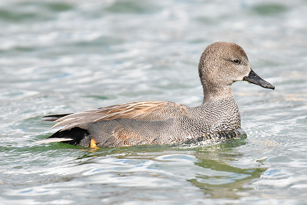 オカヨシガモ オス メス 日本全国の山 川 海に生息している野鳥達に会えるサイト