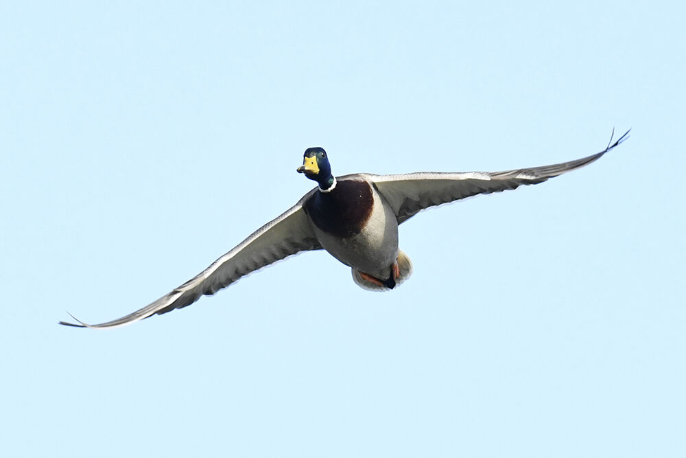 マガモ(オス)&(メス)&(雛)&(幼鳥)&(若) : 日本全国の山・川・海に生息している野鳥達に会えるサイト
