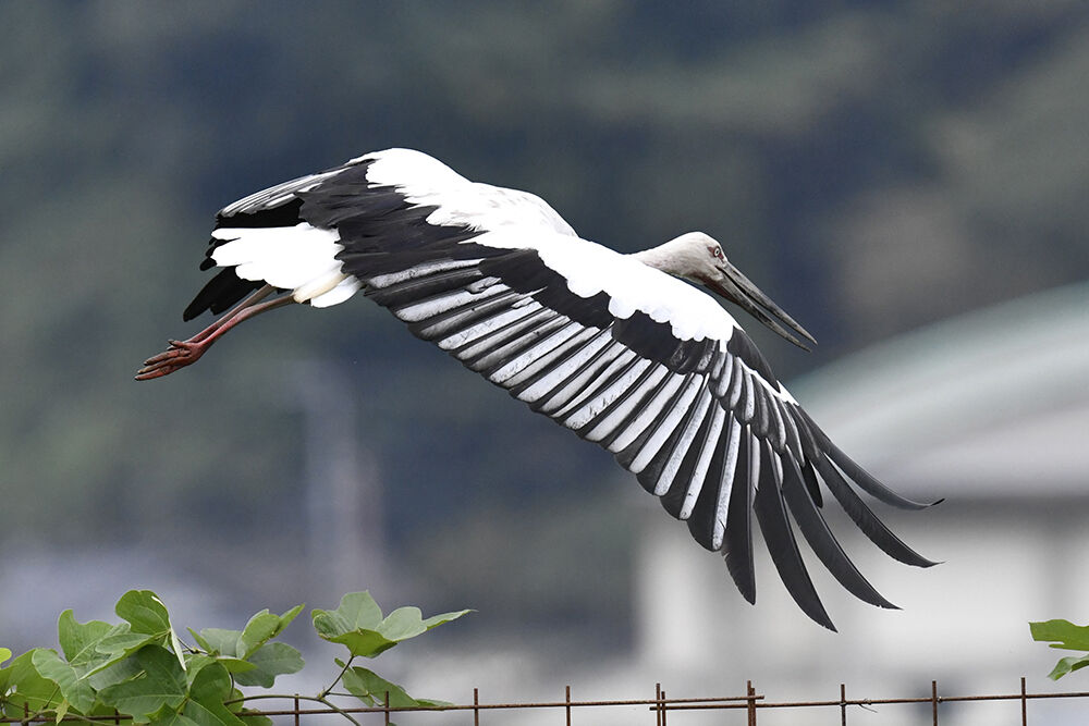 コウノトリ 成長 日本全国の山 川 海に生息している野鳥達に会えるサイト