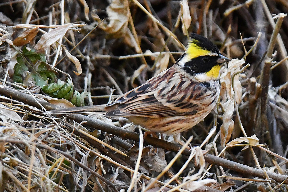 ミヤマホオジロ オス メス 日本全国の山 川 海に生息している野鳥達に会えるサイト ミヤマホオジロ オス メス 日本全国の山 川 海に生息している野鳥達に会えるサイト