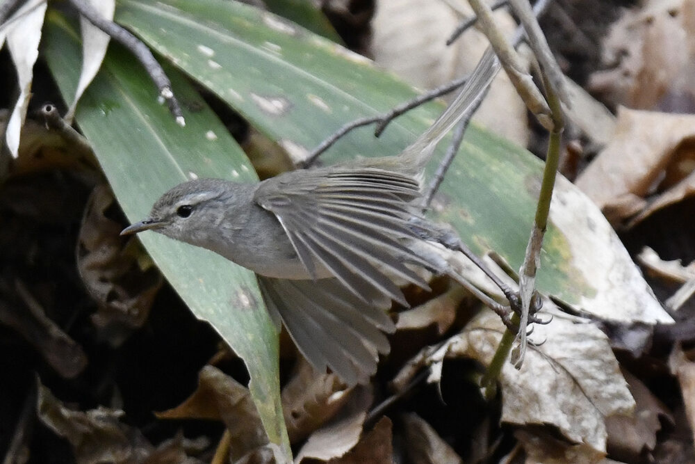 ウグイス 日本全国の山 川 海に生息している野鳥達に会えるサイト